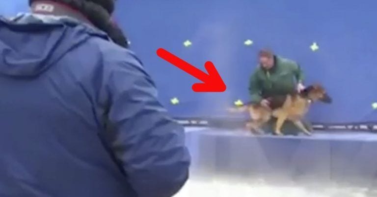 Consiguen hacer pública la imagen en la que un perro actor es obligado a tirarse al agua