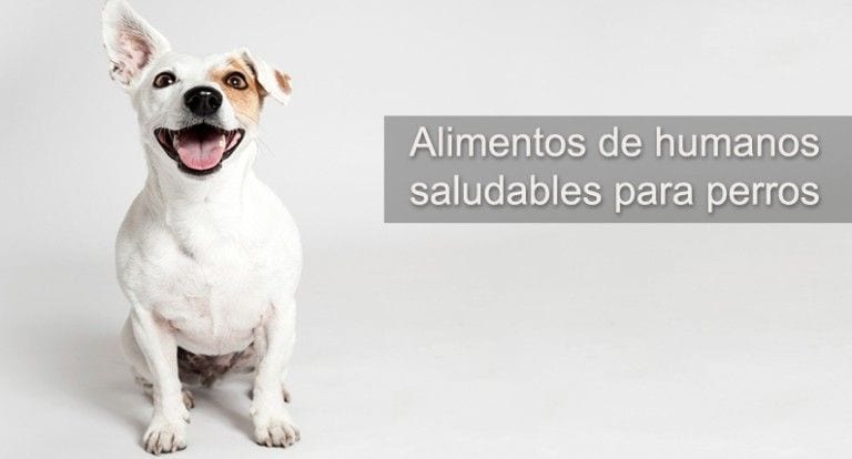 10 sabrosas y sanas comidas de humano que puedes darle a tu perro