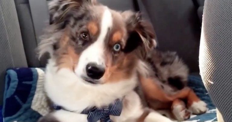 Esto es lo que pasa cuando este perro oye su canción preferida en el coche