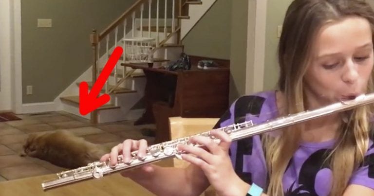 Intenta aguantar la risa con la reacción de este perro cuando su humana toca la flauta