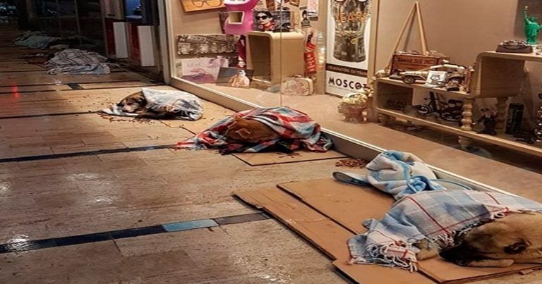 En Turquía tuvieron este gran gesto con los perros callejeros durante una enorme tormenta de nieve