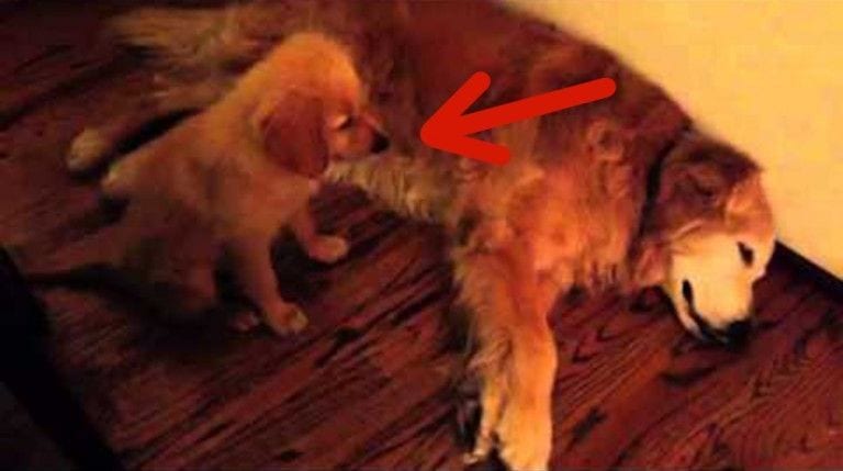 Un cachorro tranquiliza a un perro que está teniendo un mal sueño