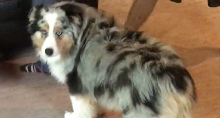 No te pierdas la reacción de este perro cuando abre su regalo de navidad