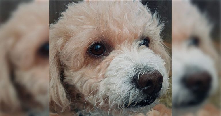 Parece una simple imagen de un perro, pero cuando la miras de cerca es mucho más