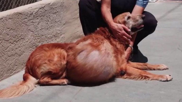 Encuentran a un perro abandonado con un tumor de 20 kilos en su costado