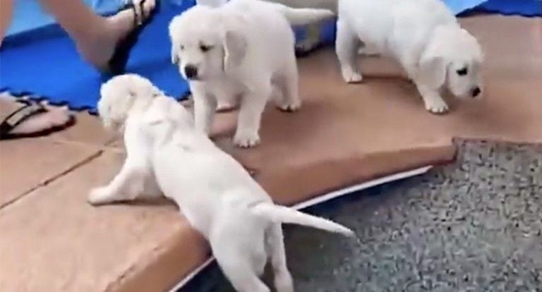 La primera vez que estos cachorros vieron el agua fue tan especial que no pudieron resistir las ganas de nadar