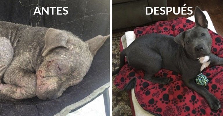 10 conmovedores antes y después de perros rescatados