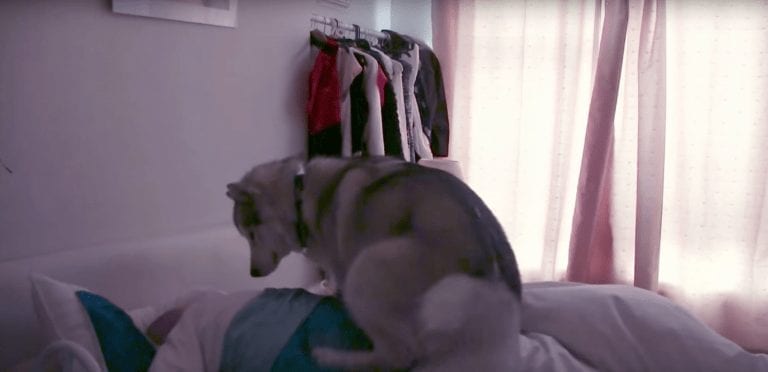 El poder de los perros despertadores supera a cualquier alarma de última generación