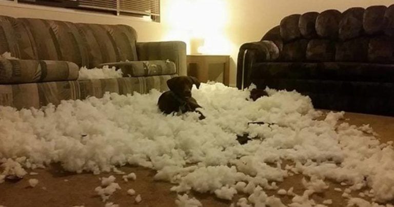 20 perros junto a almohadas y cojines que han explotado sin motivo aparente