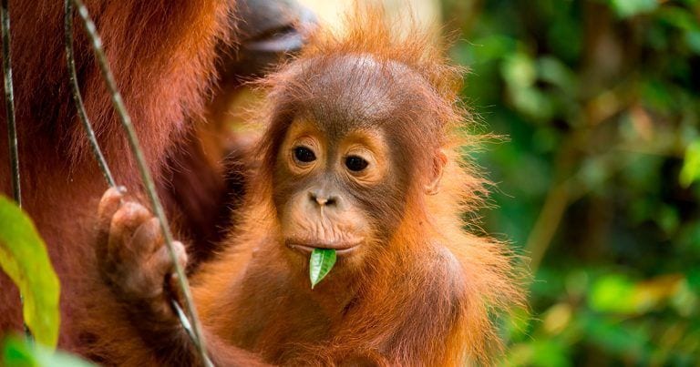 Se aproxima la extinción en masa de los primates y la causa somos nosotros