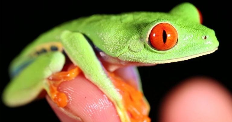 La rana más famosa del mundo se llama calzonuda y es así de espectacular