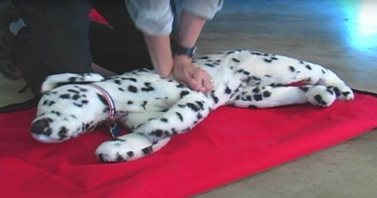¿Sabrías salvar la vida de tu perro en caso de emergencia respiratoria?
