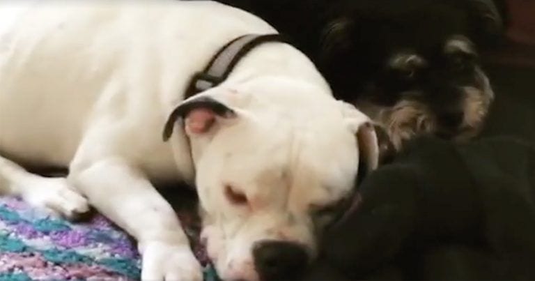 Antes y después de un pitbull rescatado que cambió su mirada para siempre