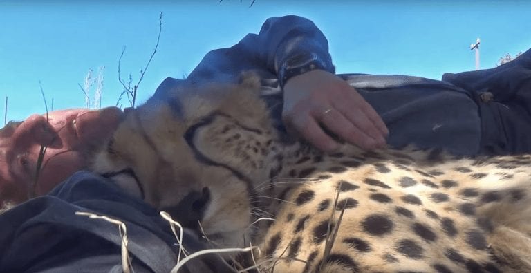 Este hombre nos enseña cómo es dormir la siesta junto a un guepardo