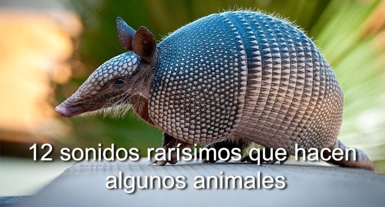 sonidos animales