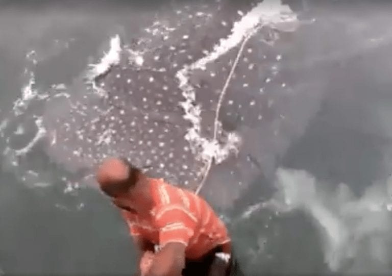 Este tiburón ballena ha tenido la mala suerte de toparse con un par de idiotas mientras nadaba tranquilamente
