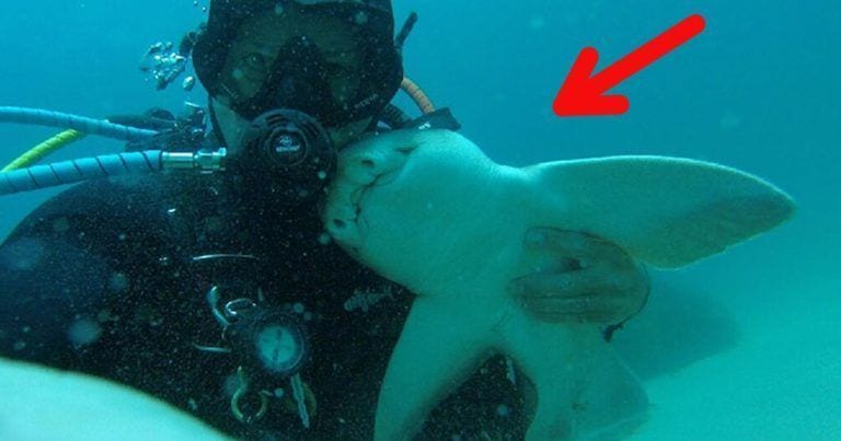 La simpatía de este tiburón hará que te replantees todo lo que creías saber sobre estas criaturas