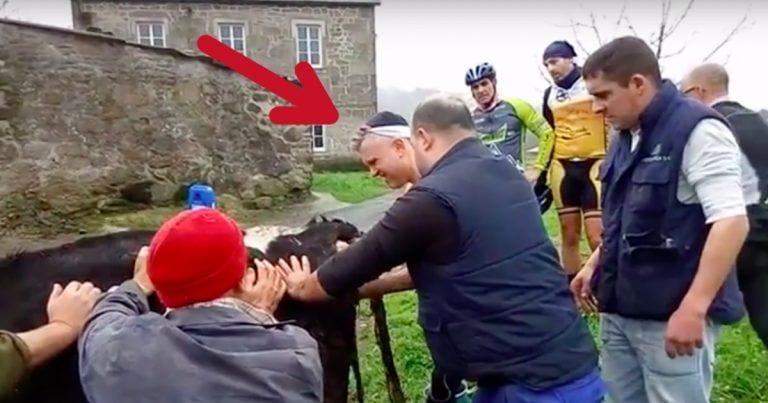 Este ciclista salva la vida de una vaca y su ternero ayudando en el parto
