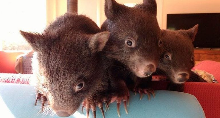 Enamórate de estos tres pequeños wombats y conoce sus emotivas historias