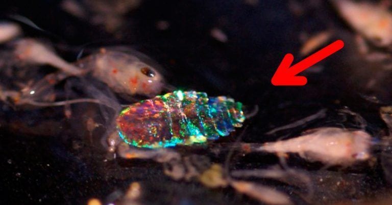 Creían haber encontrado una piedra preciosa bajo el mar, pero no era lo que esperaban