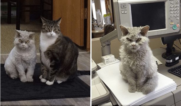 Captura de pantalla 2017 02 06 a las 12.33.45