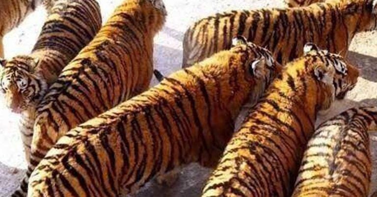 Todos hemos compartido la foto de estos «adorables» tigres sin conocer la realidad que hay detrás
