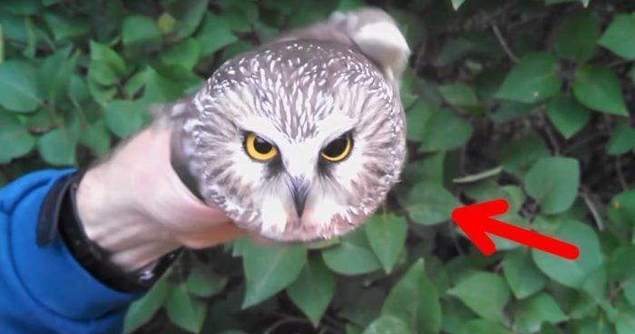 buho habilidad cabeza