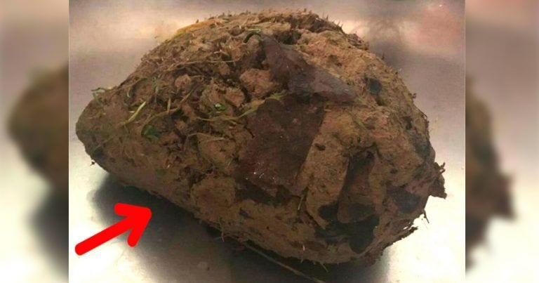 Parece una piedra, pero cuando descubras lo que es en realidad te vas a sorprender