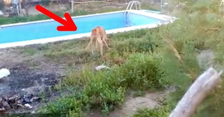 Cuando vieron de qué se estaban alimentando estos galgos, se les partió el corazón