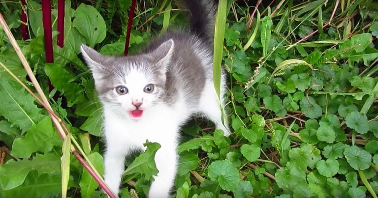 Esta es la reacción de un gato al ver un humano por primera vez