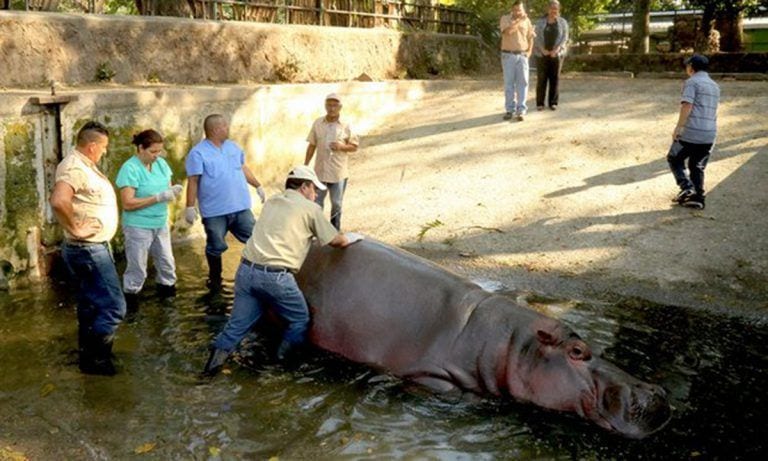 Muere un hipopótamo en un zoo después de recibir una brutal paliza