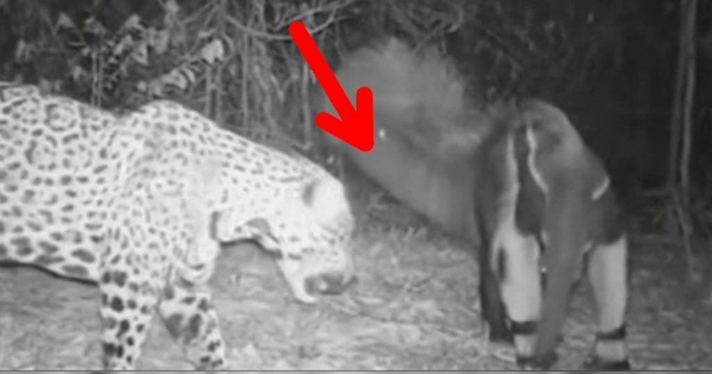 pelea leopardo oso hormiguero 1