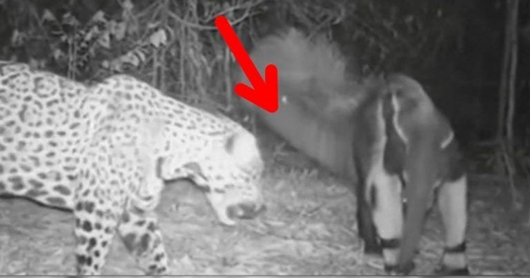 Una cámara oculta en la jungla graba una pelea entre dos animales que nunca esperarías