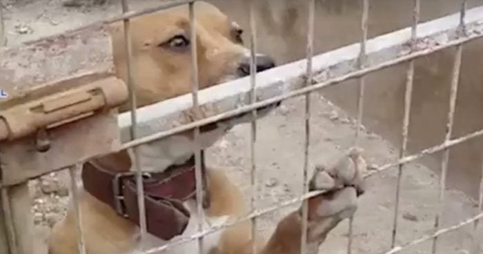 peleas perros rescte