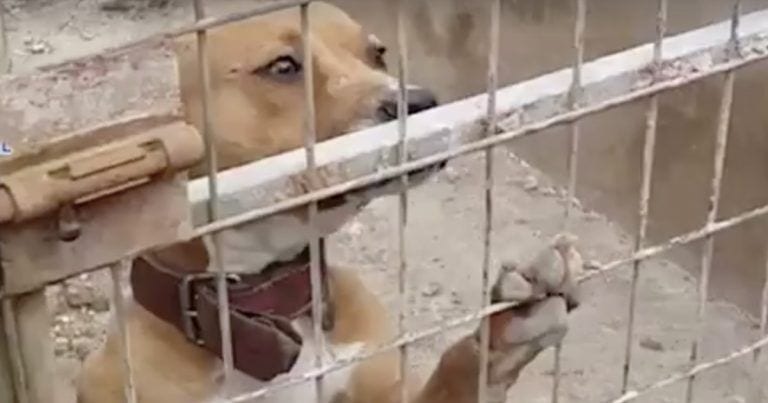 Desarticulada una banda con 230 perros para hacer peleas