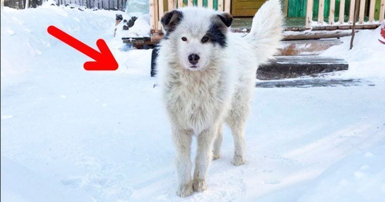 Estaban a 12 grados bajo cero y este perro hizo algo que lo convirtió en un héroe