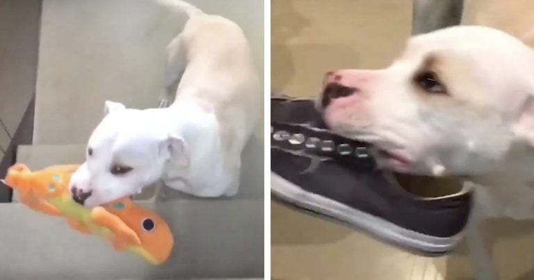Cada día, este perro hace algo muy especial por su humano