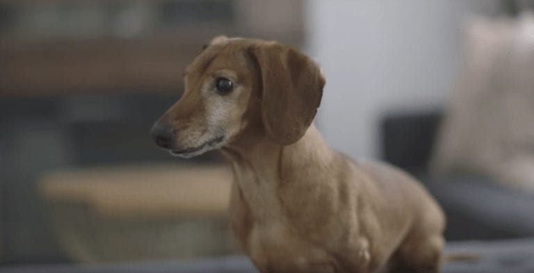 Después de 5 años este perro se reúne con alguien muy especial. No te pierdas su reacción