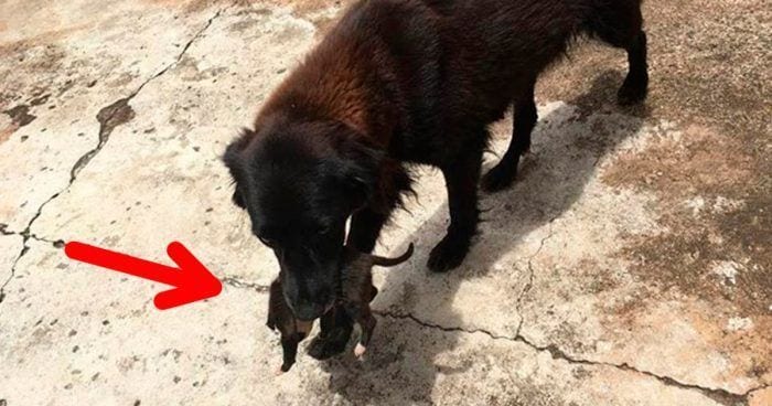 perro salva cachorro basura 5