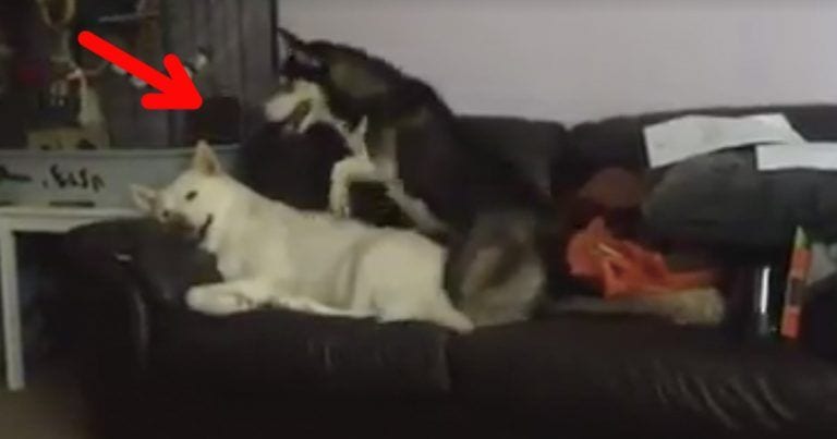 Despierta a su amigo de la siesta de la manera más divertida