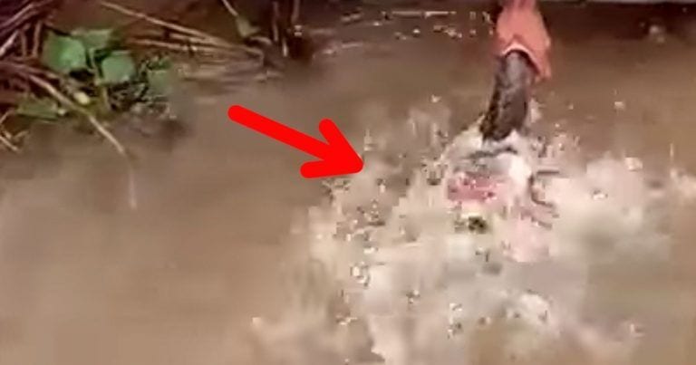 Introduce una cabeza de ganado en el río y ocurre algo aterrador