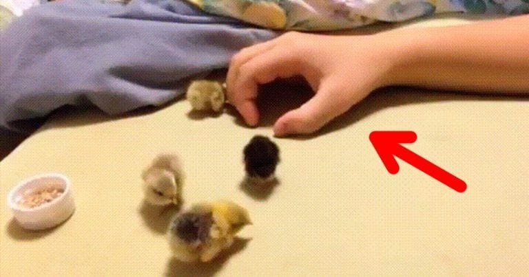 Mira lo que hacen estos pollitos con una mano humana