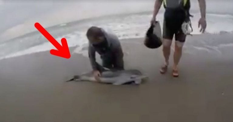 3 horas en el mar con tal de rescatar a un delfín