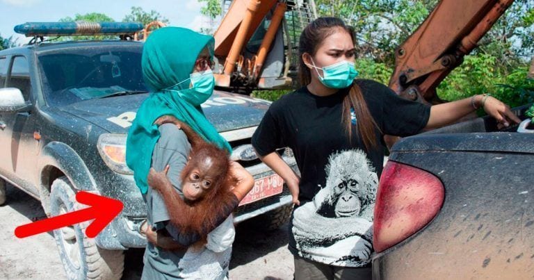 La historia del rescate de un bebé orangután que pone los pelos de punta