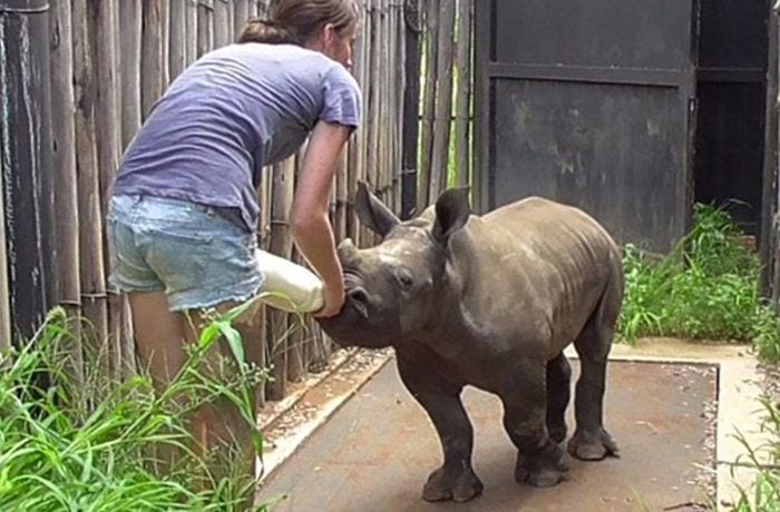 rinoceronte gato amigos destacada