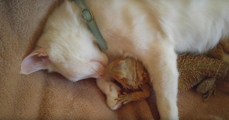 Insólita amistad entre un gato y un reptil