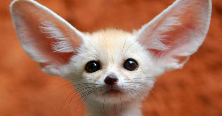 Animales bebés que son tan extraños como adorables