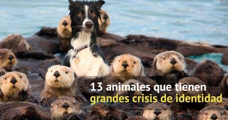 Animales que tienen una crisis de identidad