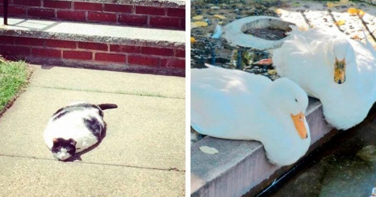 Animales que se parecen a un huevo frito