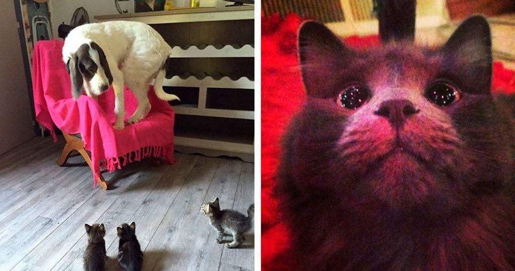 animales primera vez